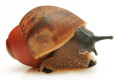 Archachatina marginata ssp Cameroon 5 juvenil